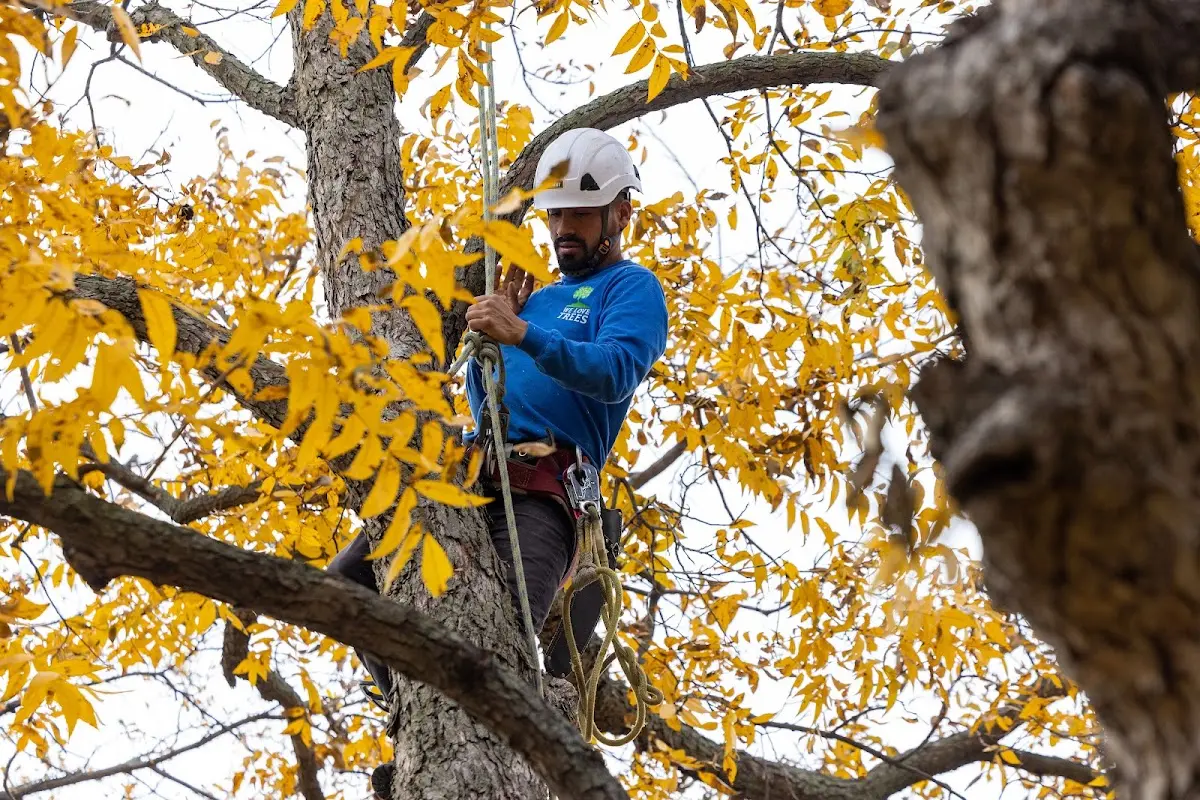 Skilled Tree Trimming crew working in Martindale