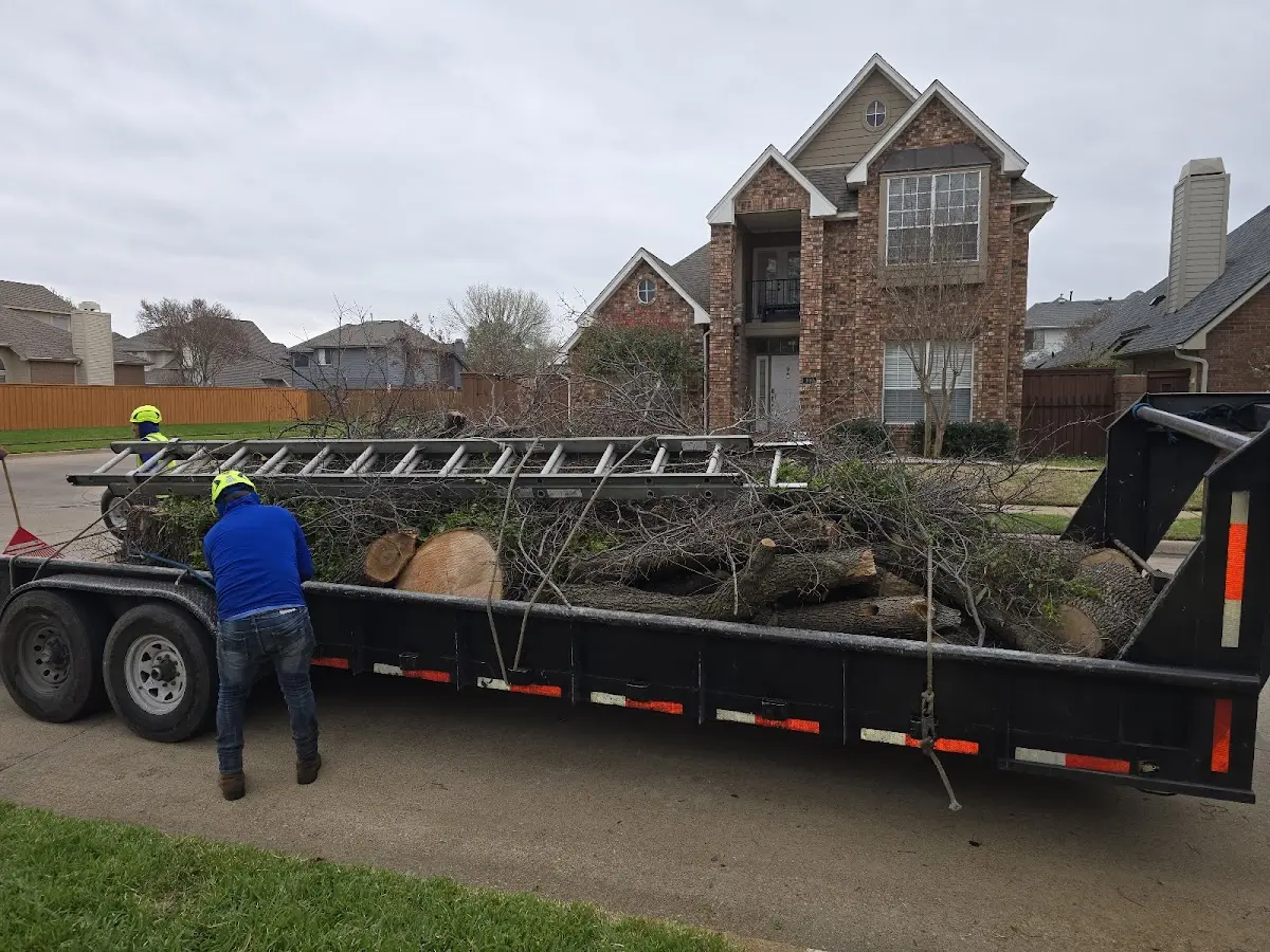 Expert Tree Removal with proper safety equipment in Martindale